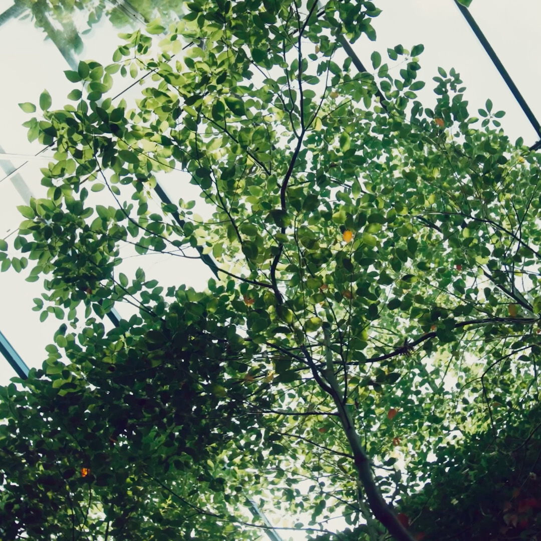 Video thumbnail on the topic of the future & environment: Sunlight shines through the dense, green canopy of a tree.